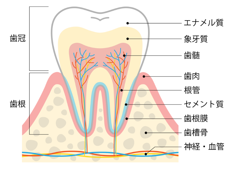 歯の中身｜小野歯科
